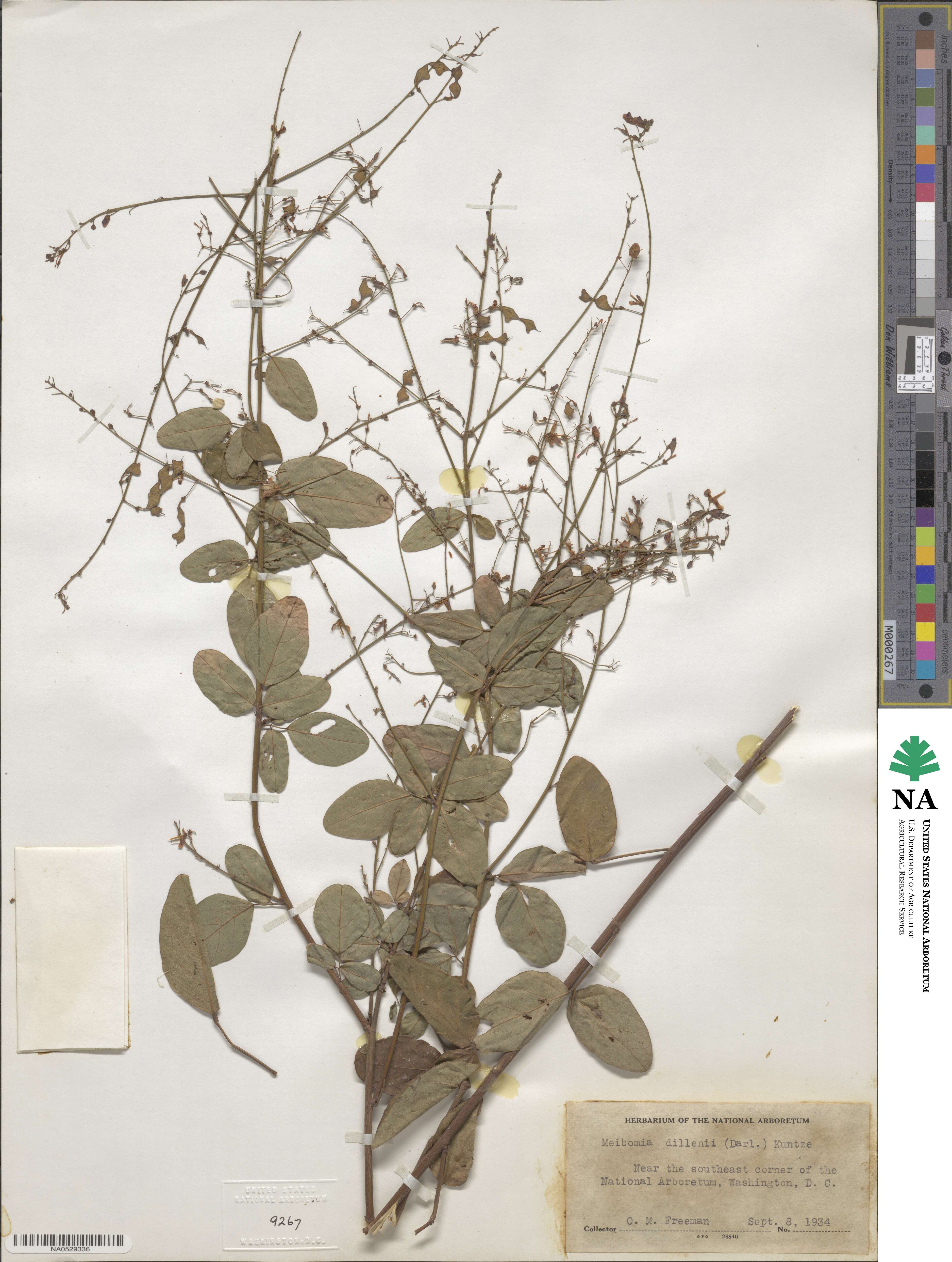 Desmodium perplexum image