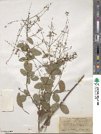 Desmodium perplexum image