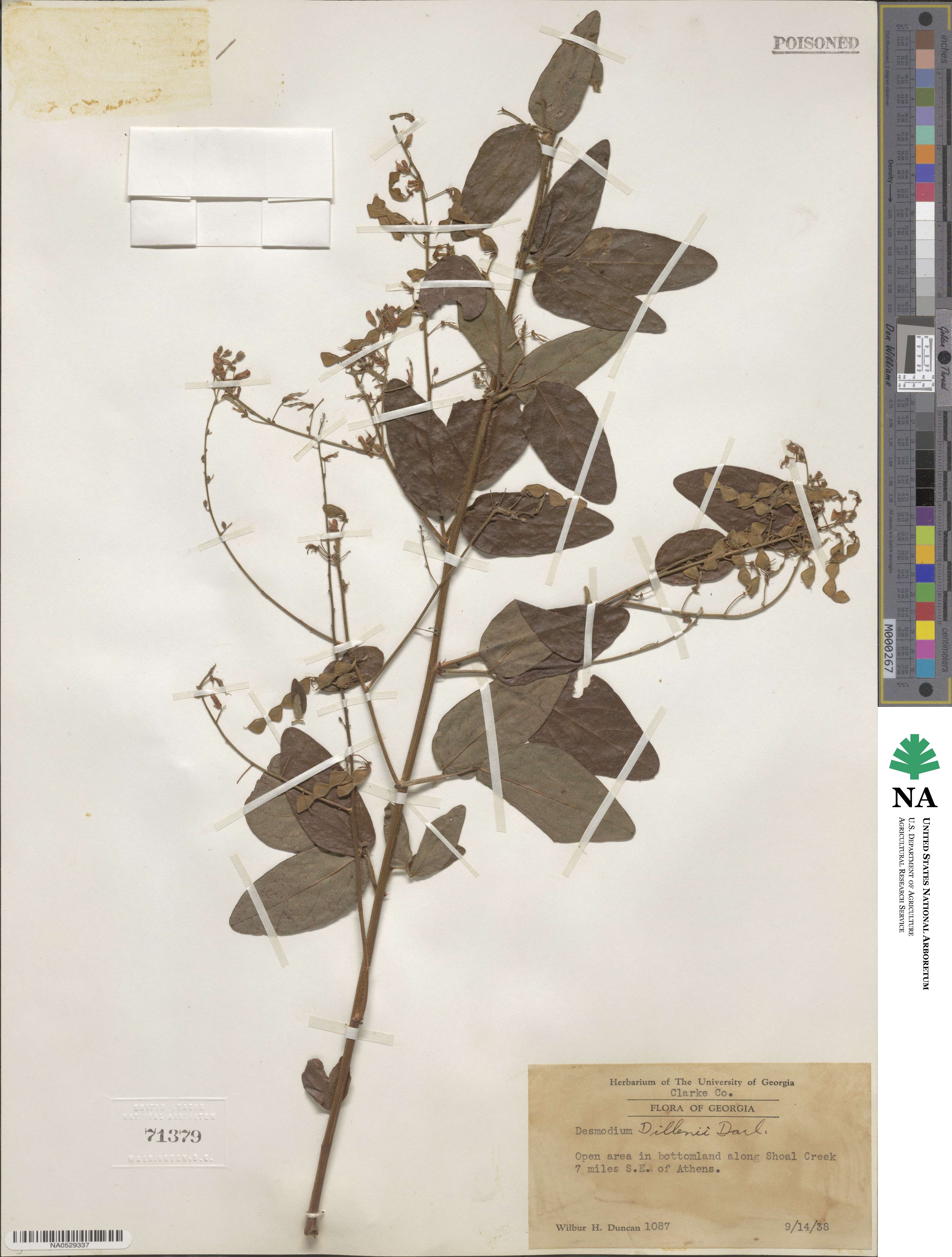 Desmodium perplexum image