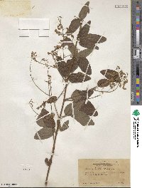 Desmodium perplexum image