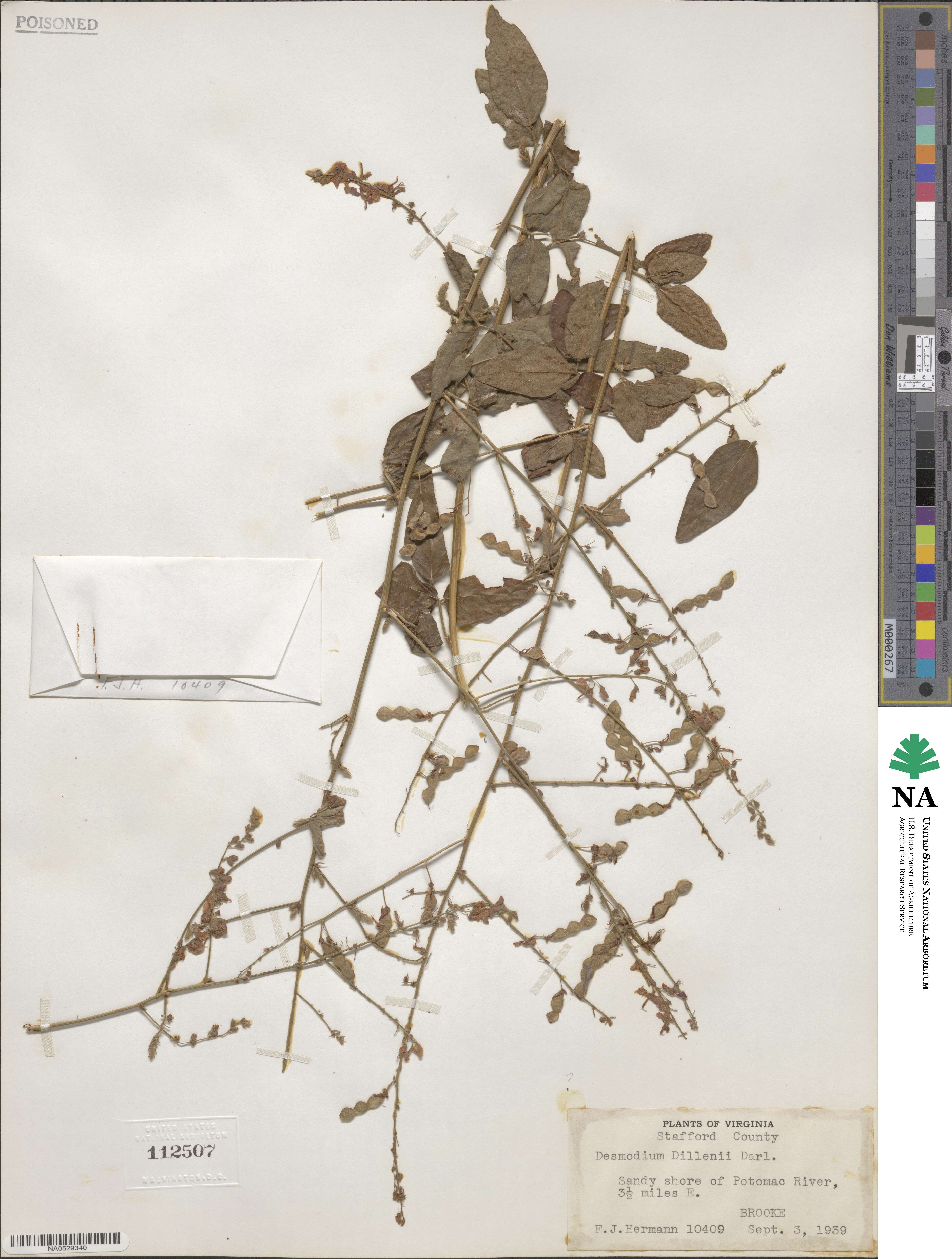 Desmodium perplexum image