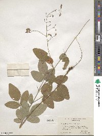 Desmodium perplexum image