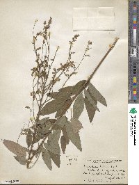 Desmodium perplexum image