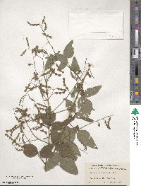 Desmodium perplexum image