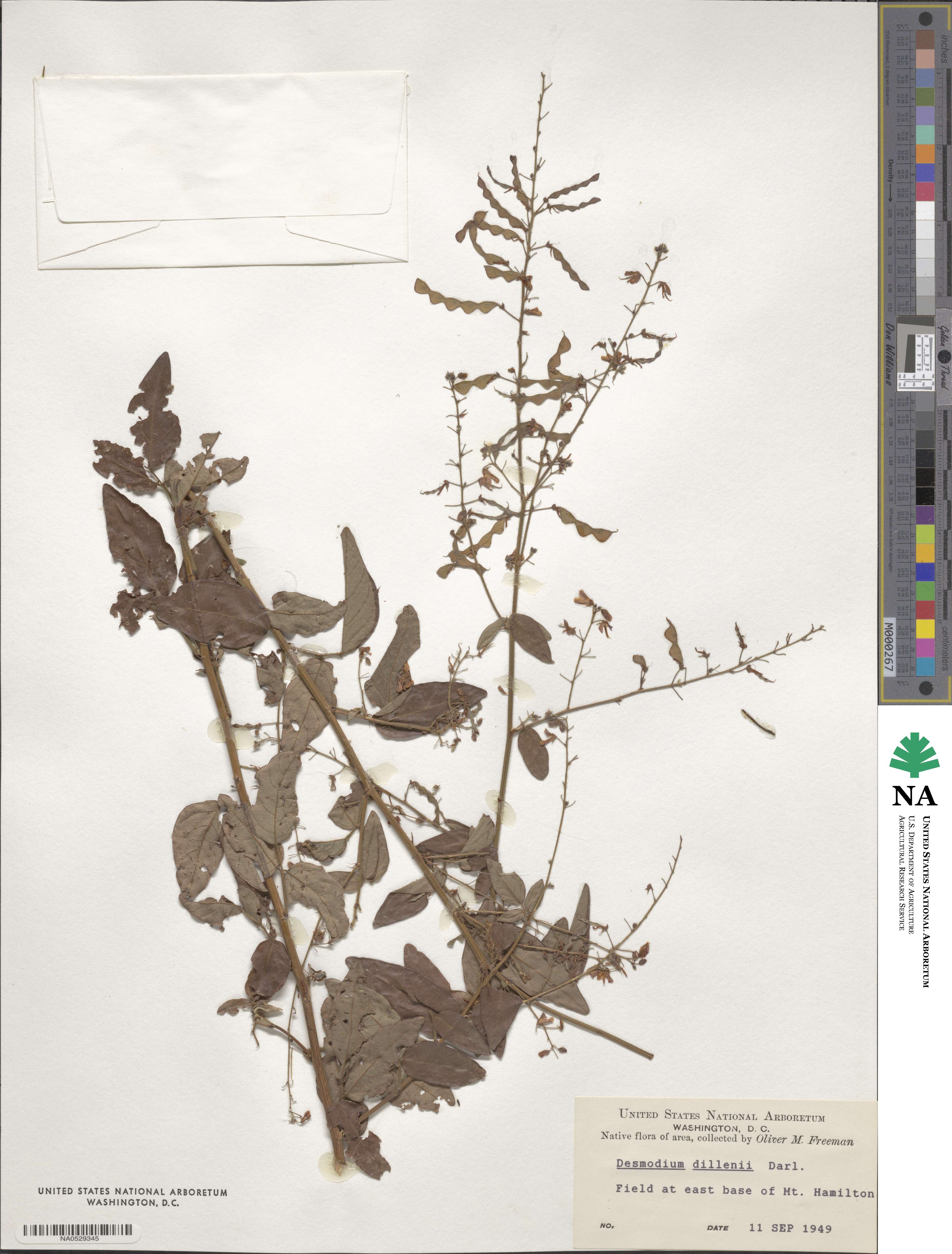 Desmodium perplexum image