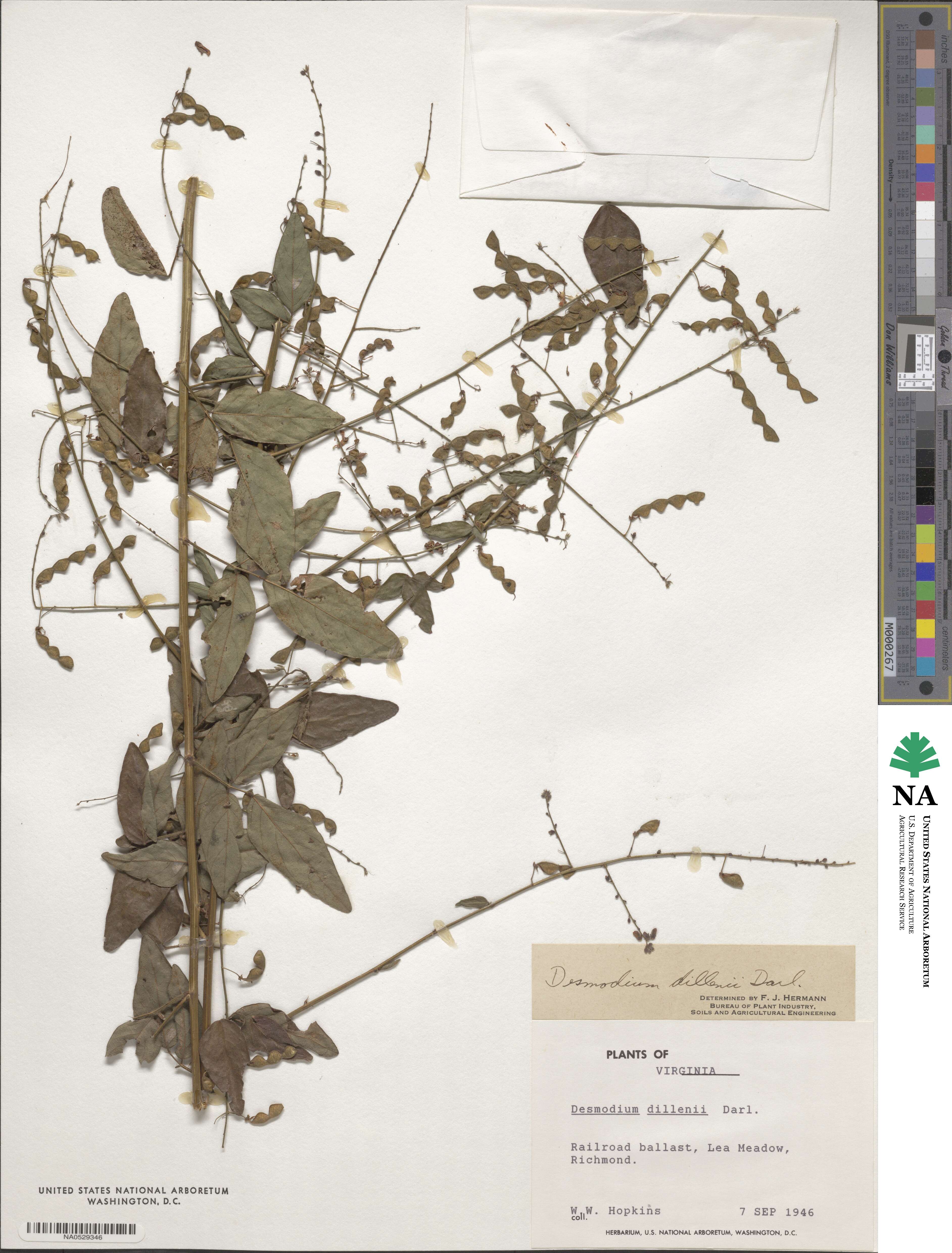 Desmodium perplexum image