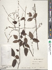 Image of Desmodium fernaldii