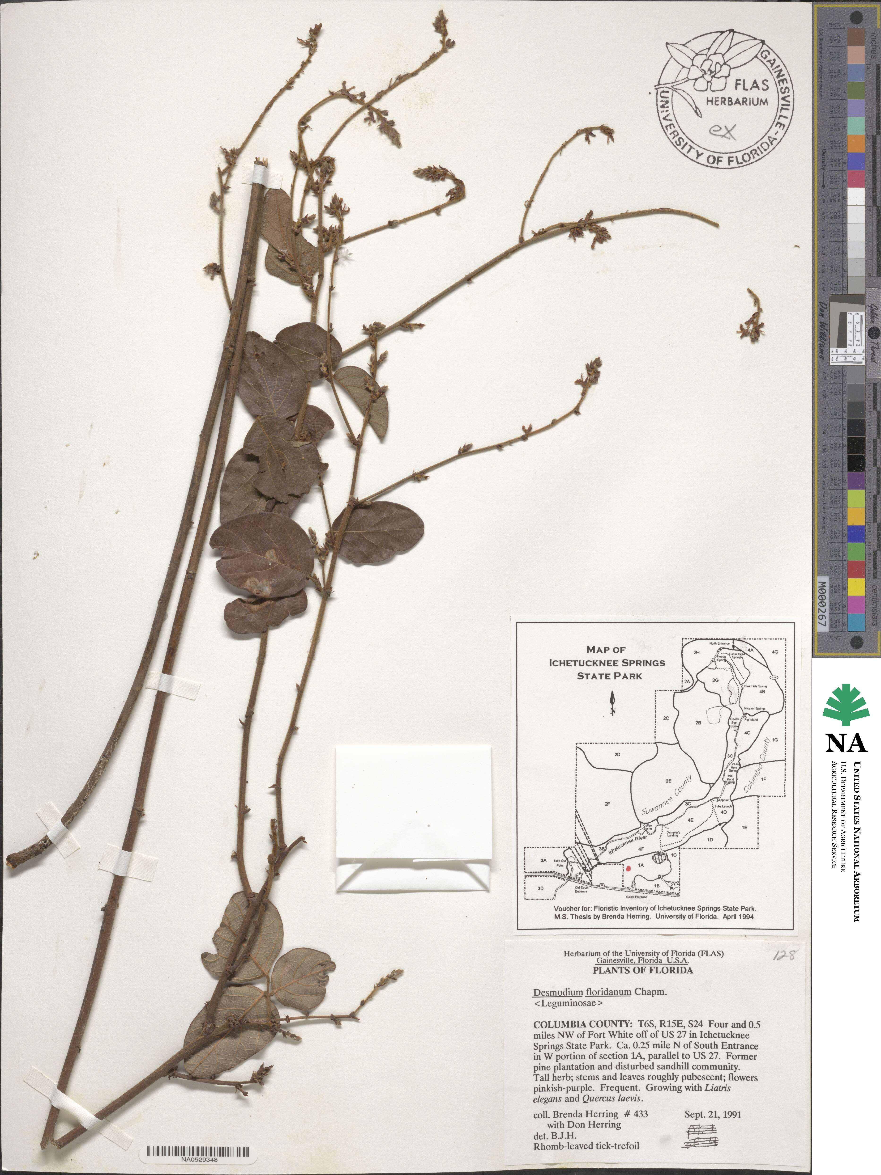 Desmodium floridanum image