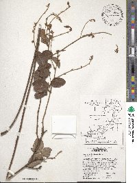 Image of Desmodium floridanum