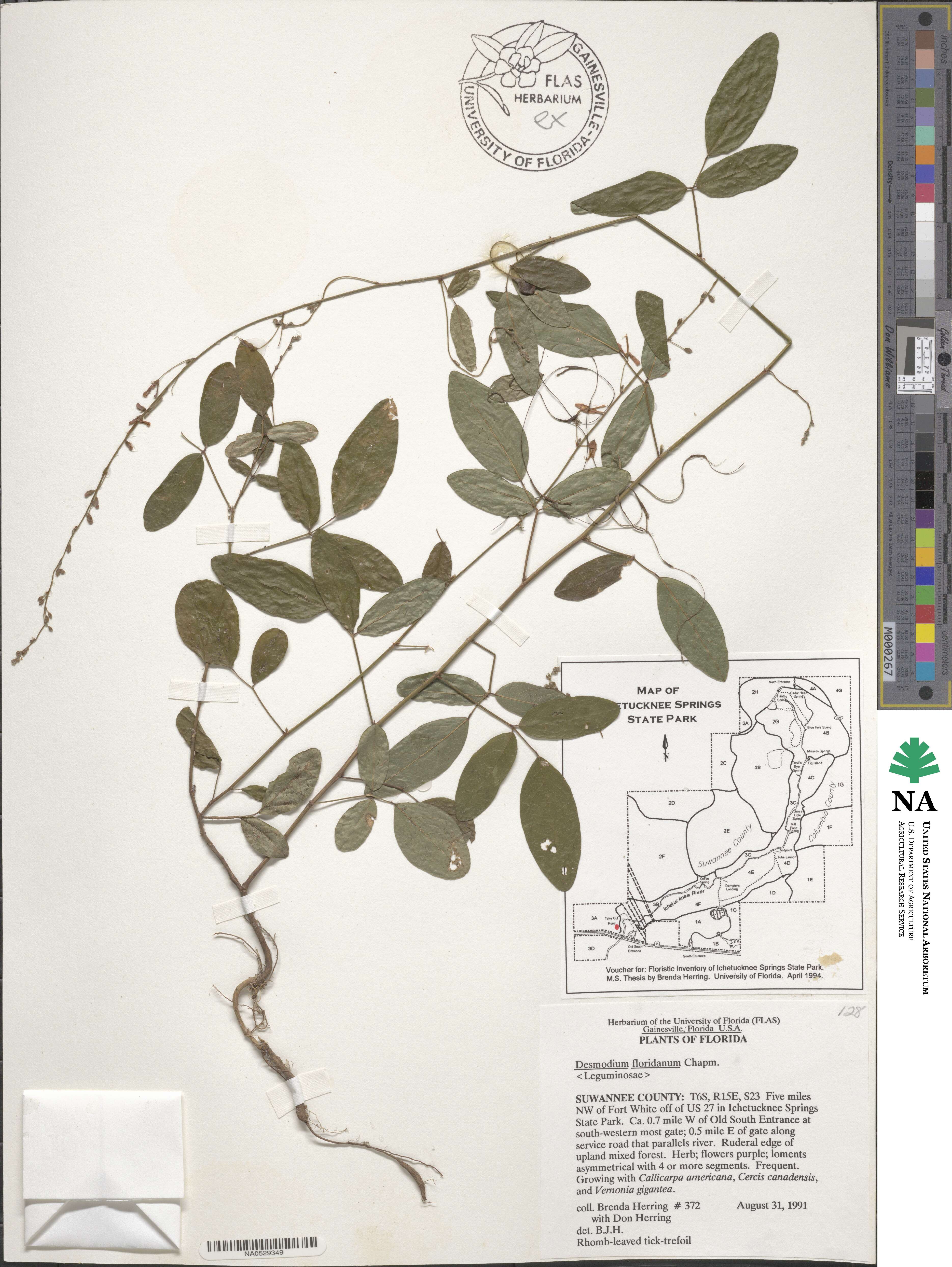 Desmodium floridanum image