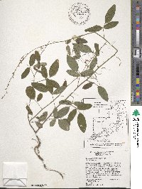 Desmodium floridanum image