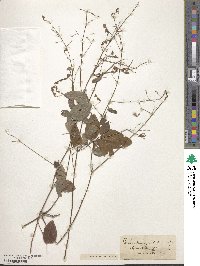 Desmodium glabellum image