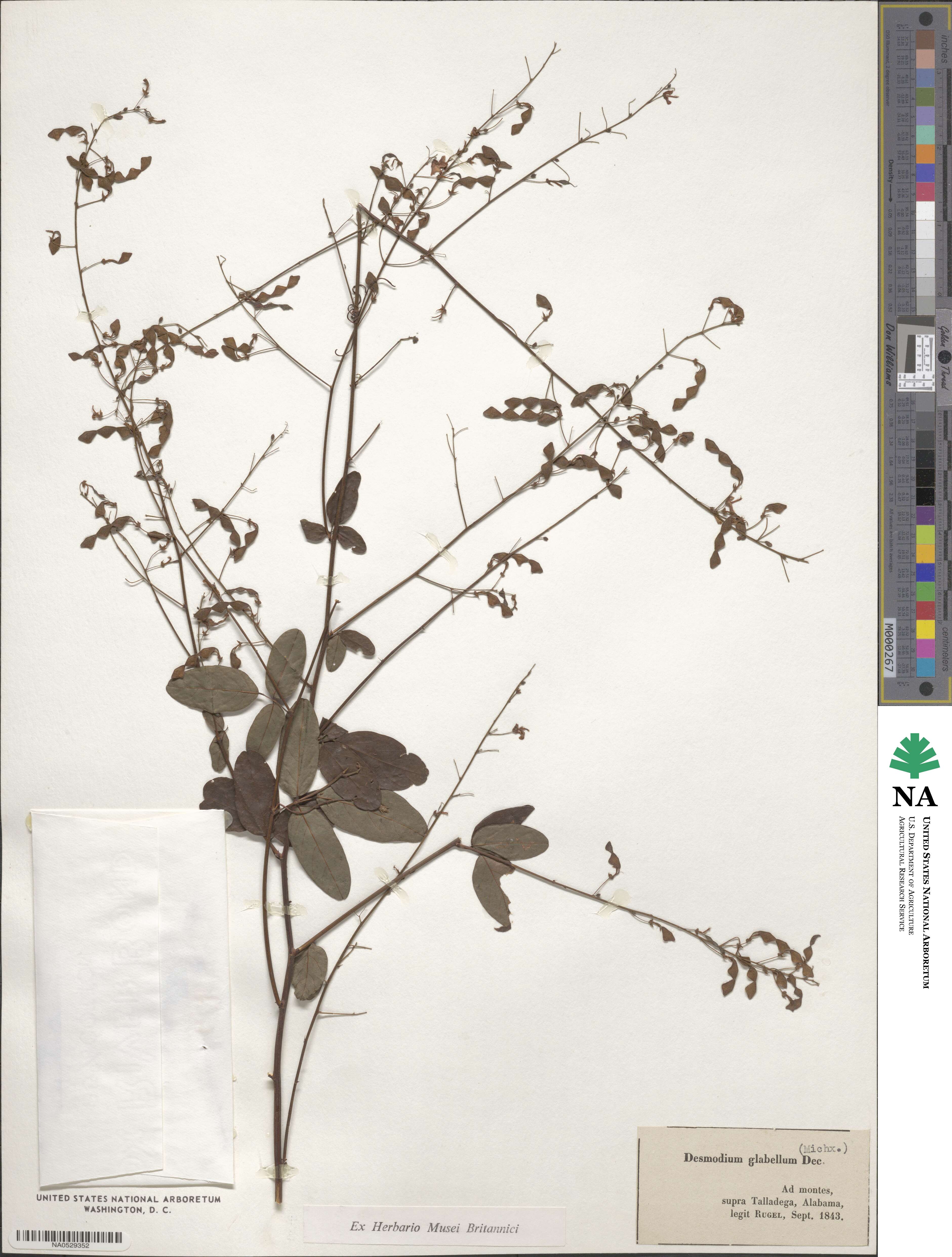 Desmodium glabellum image