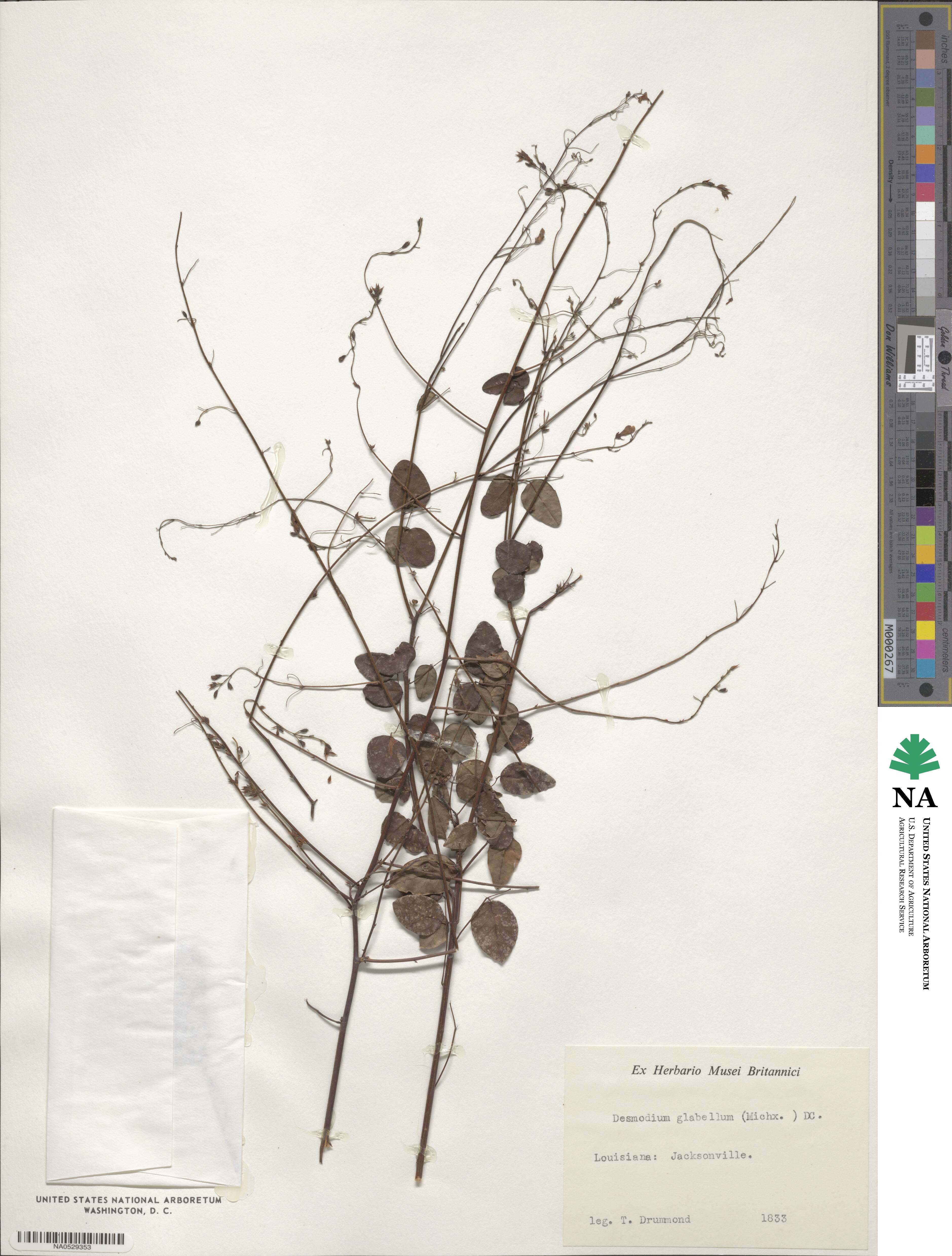Desmodium glabellum image