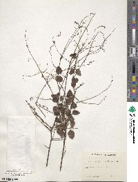 Desmodium glabellum image