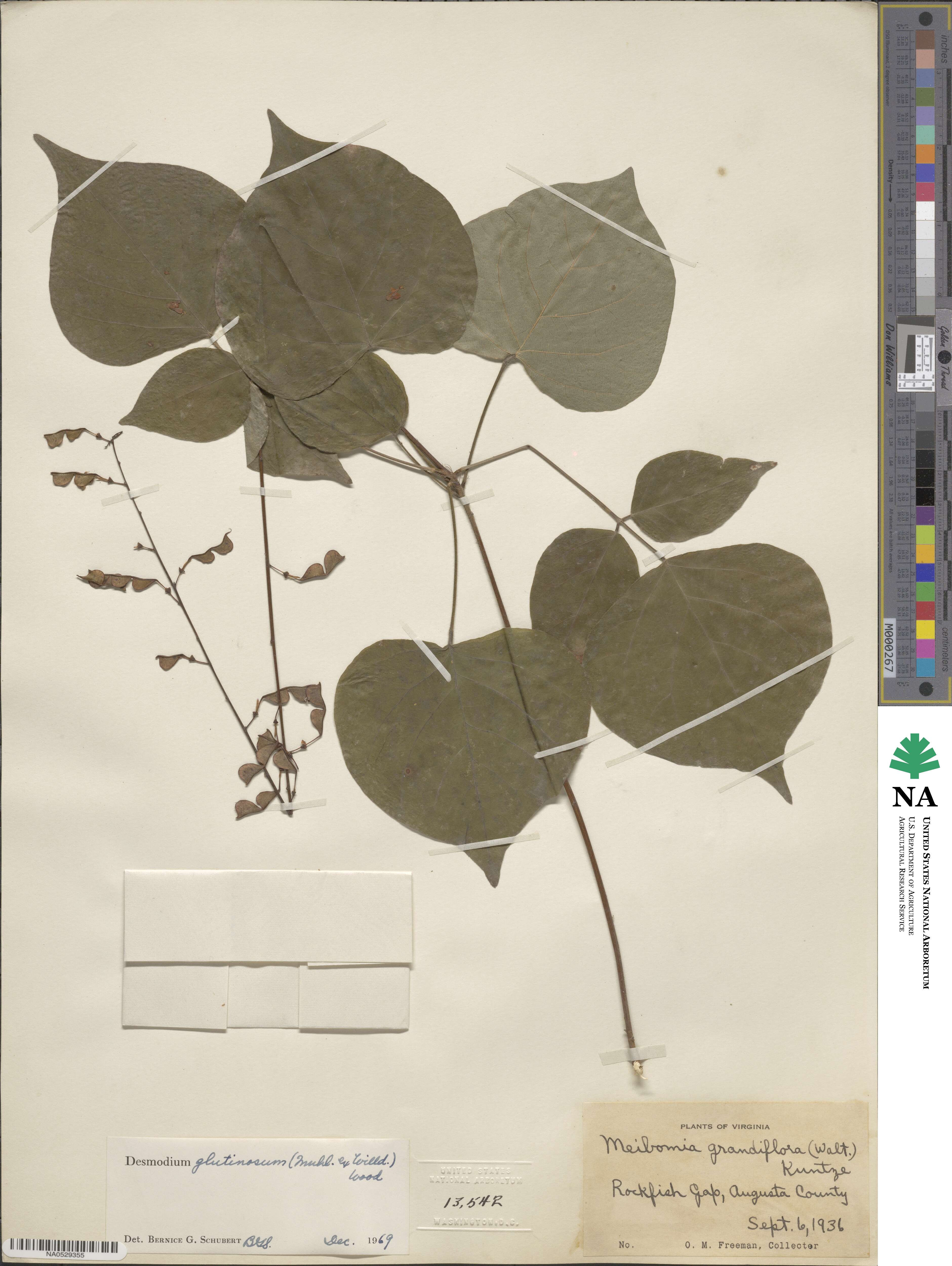 Hylodesmum glutinosum image