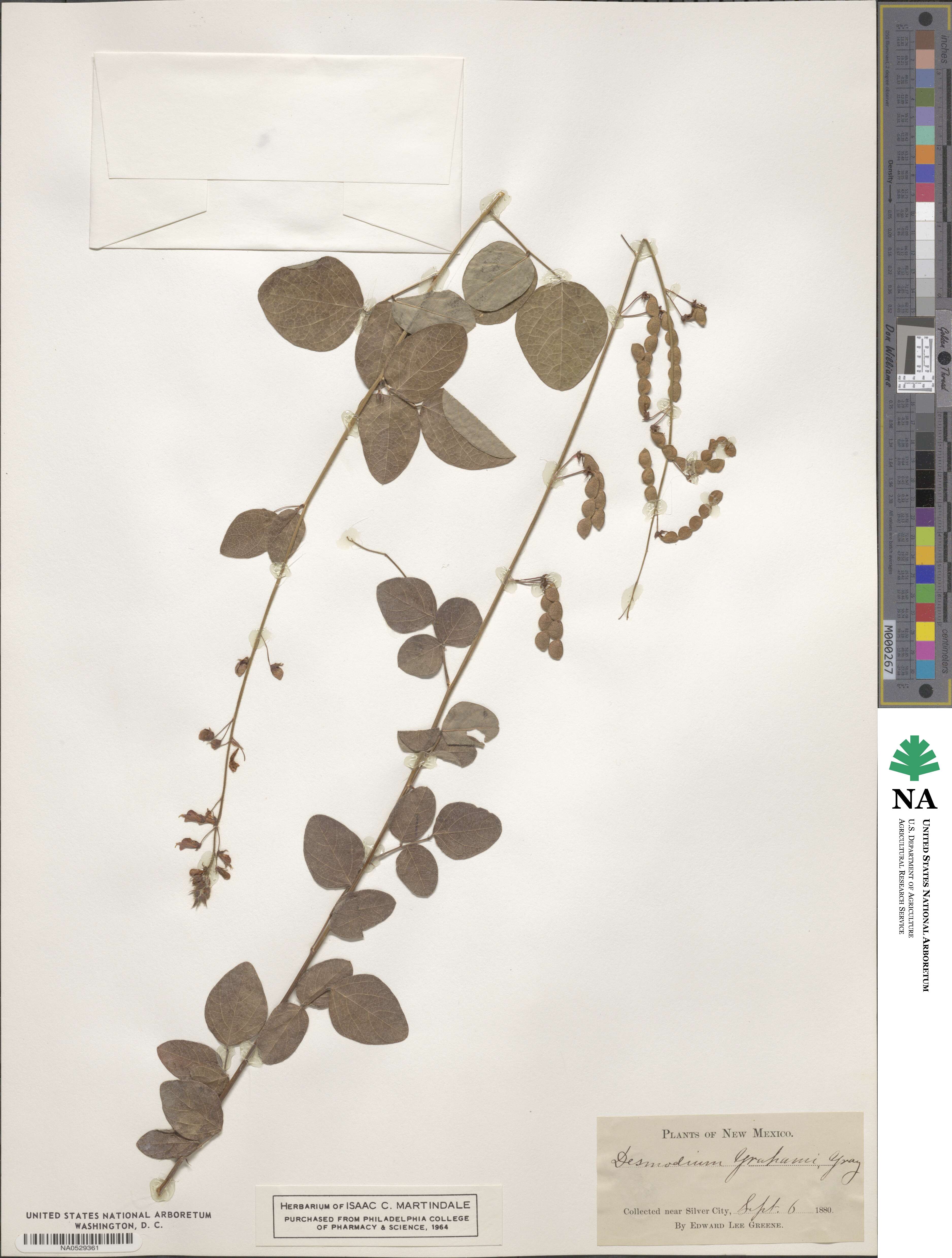 Desmodium grahamii image