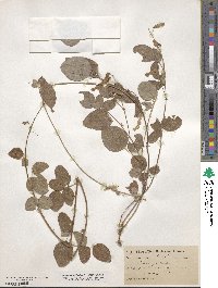 Desmodium grahamii image