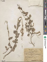 Desmodium grahamii image