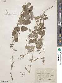 Desmodium grahamii image