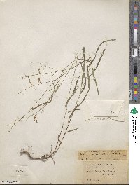 Desmodium angustifolium image