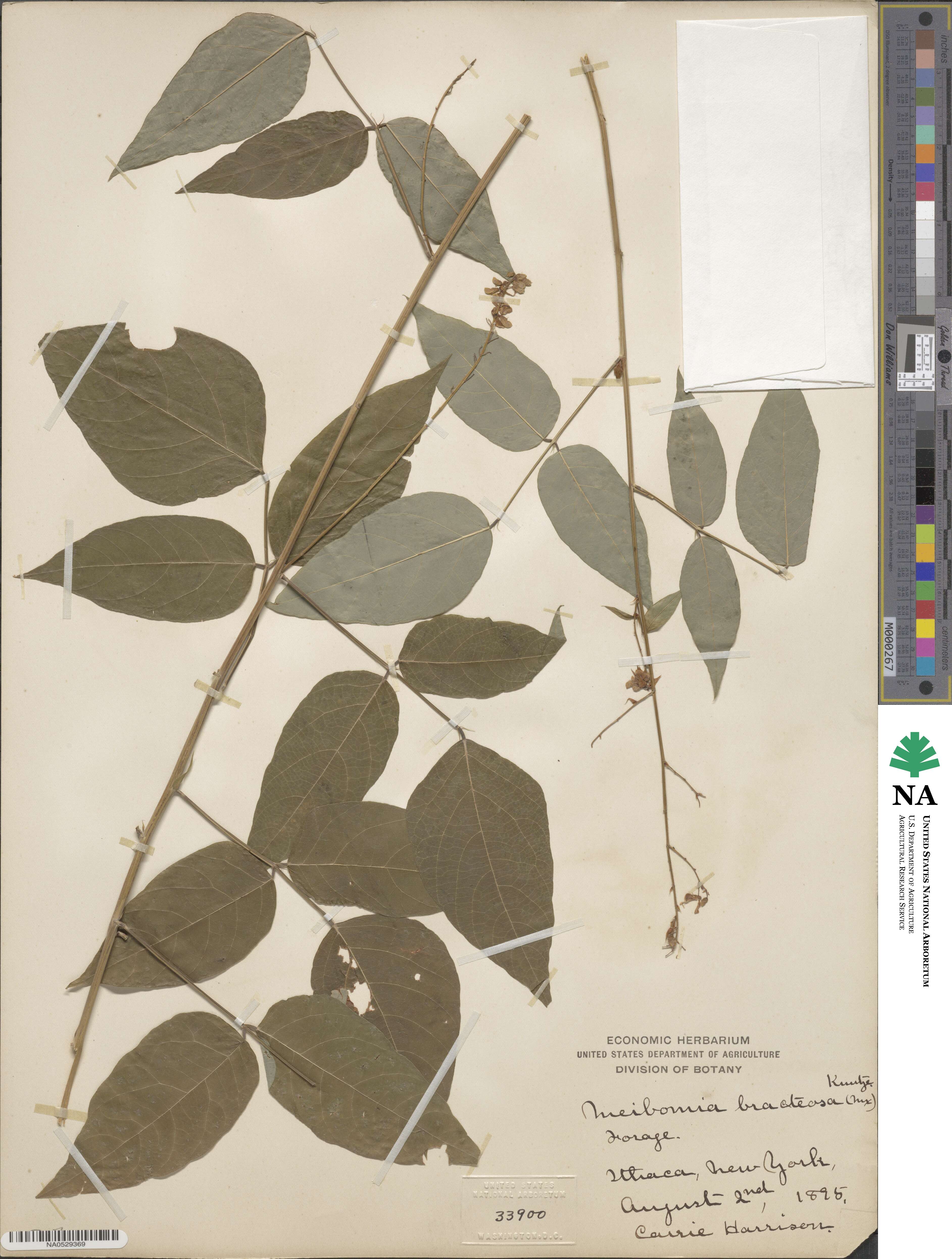 Hylodesmum glutinosum image