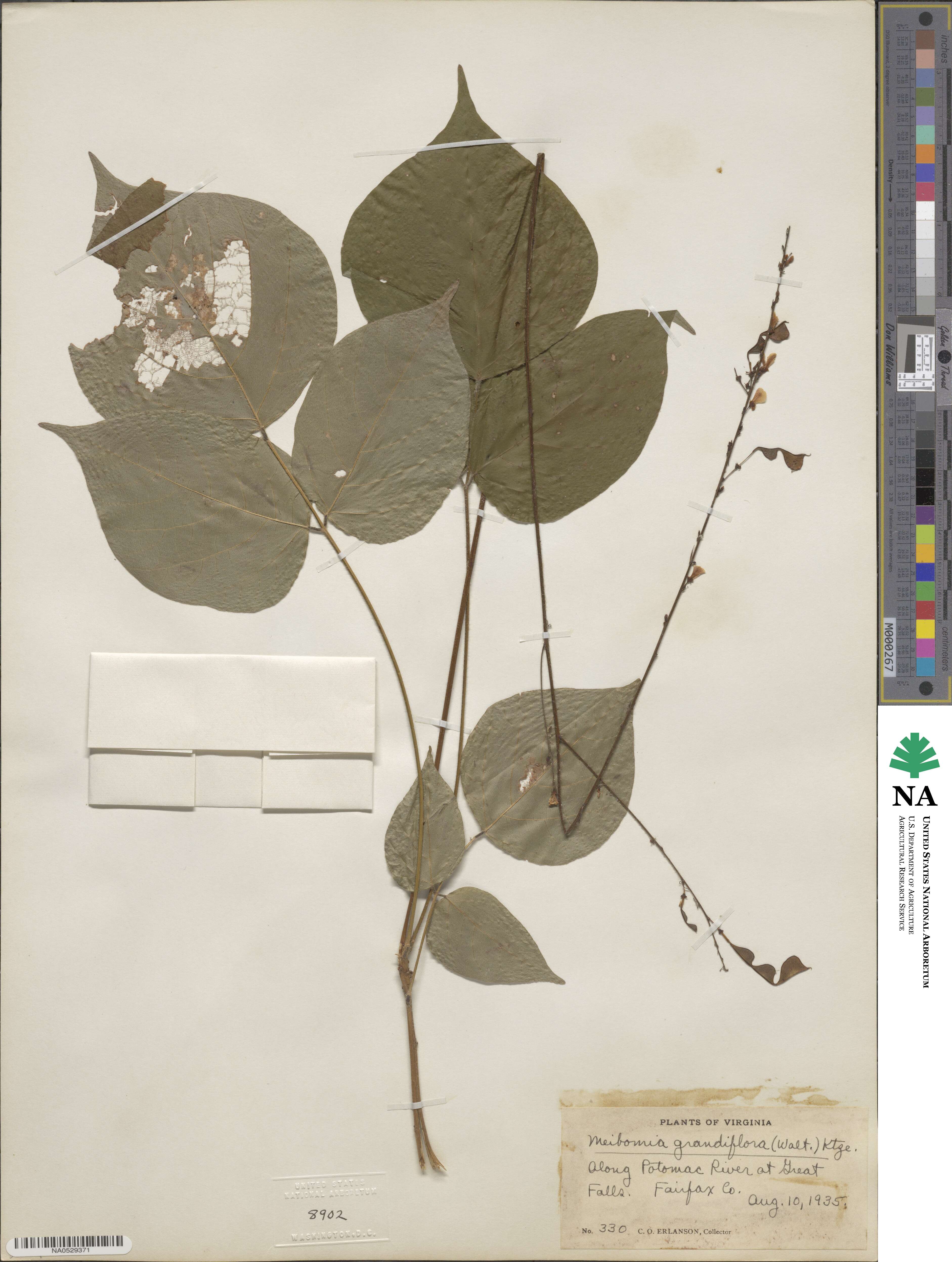 Hylodesmum glutinosum image