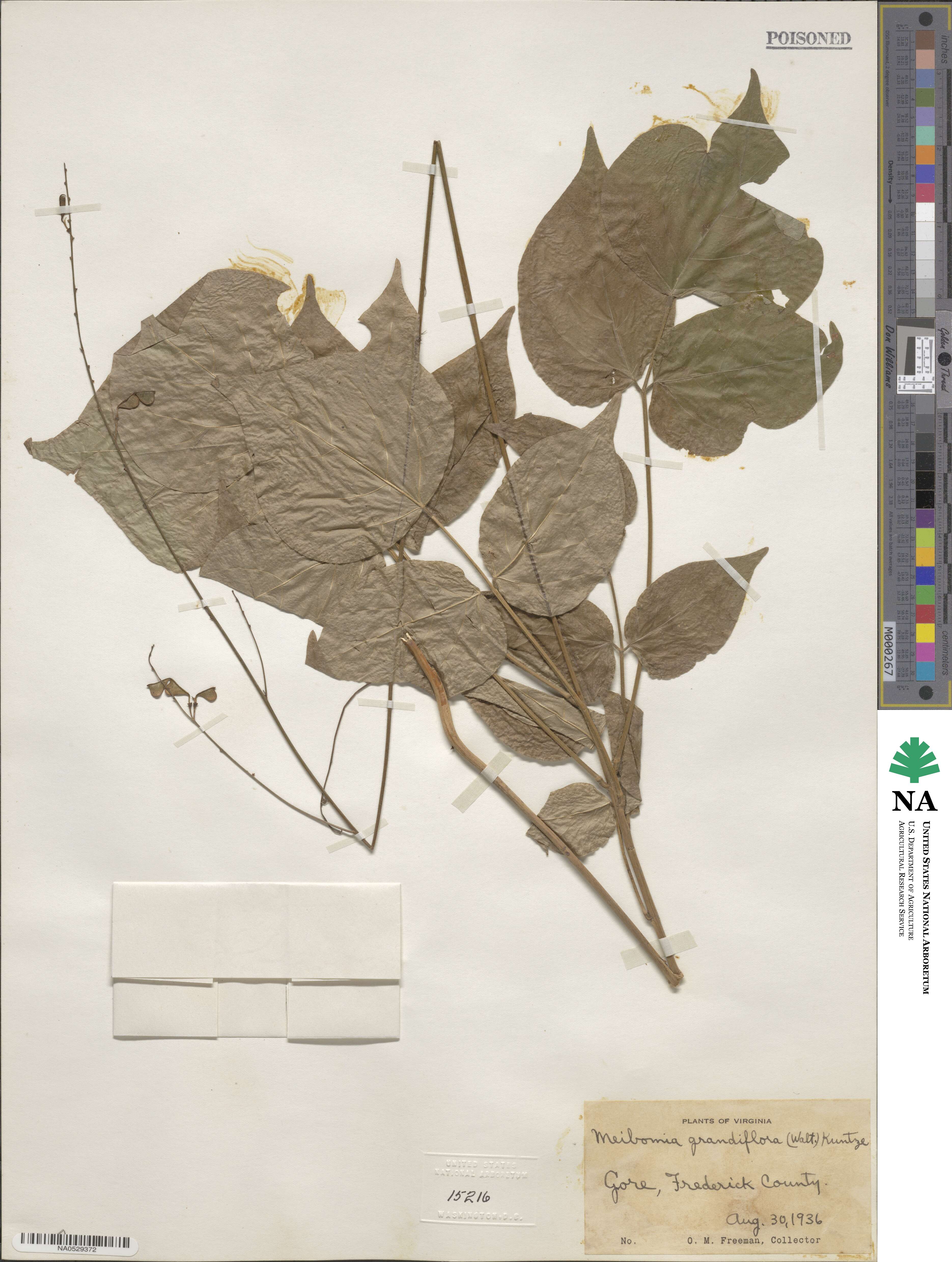 Hylodesmum glutinosum image