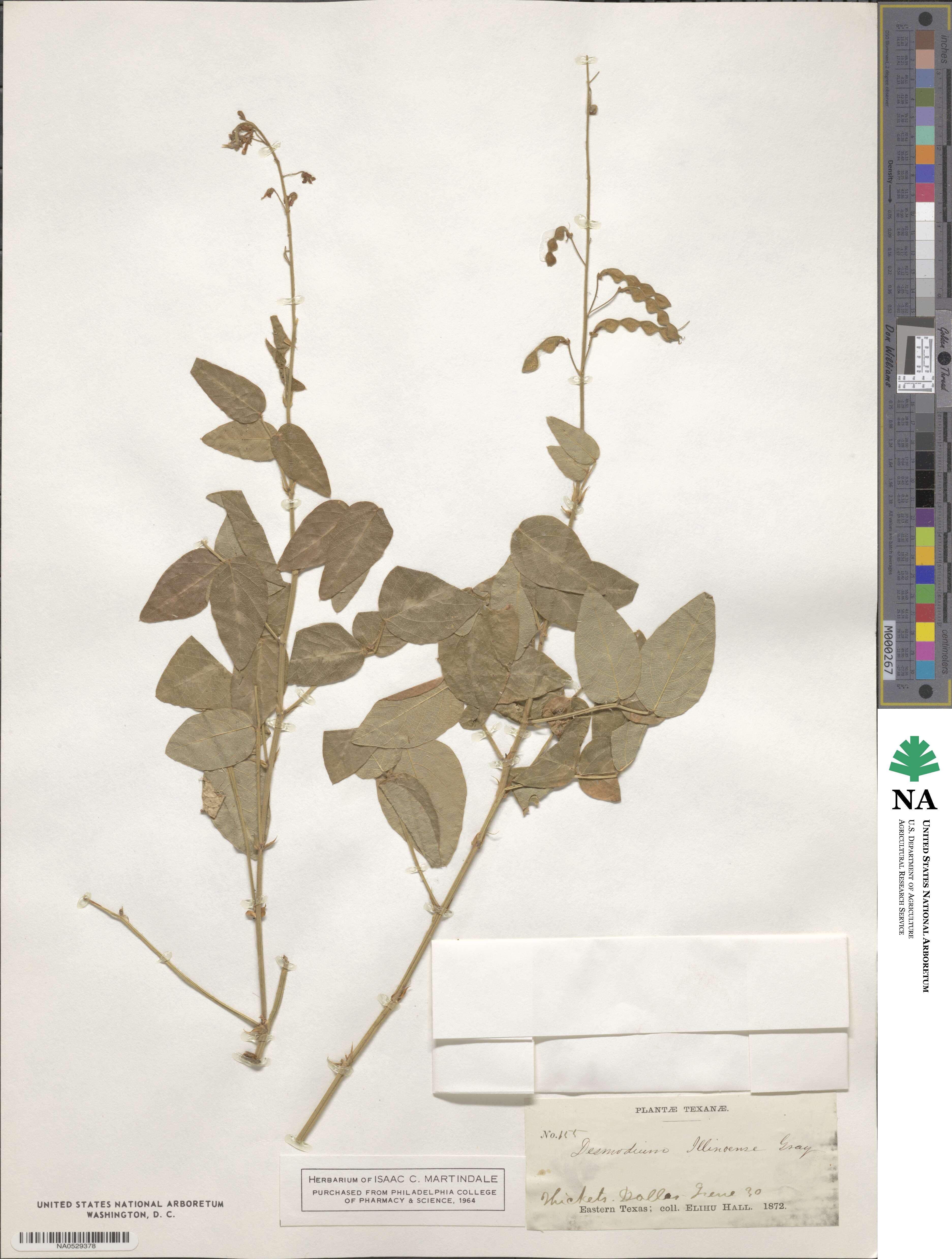 Desmodium illinoense image