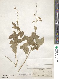 Desmodium illinoense image