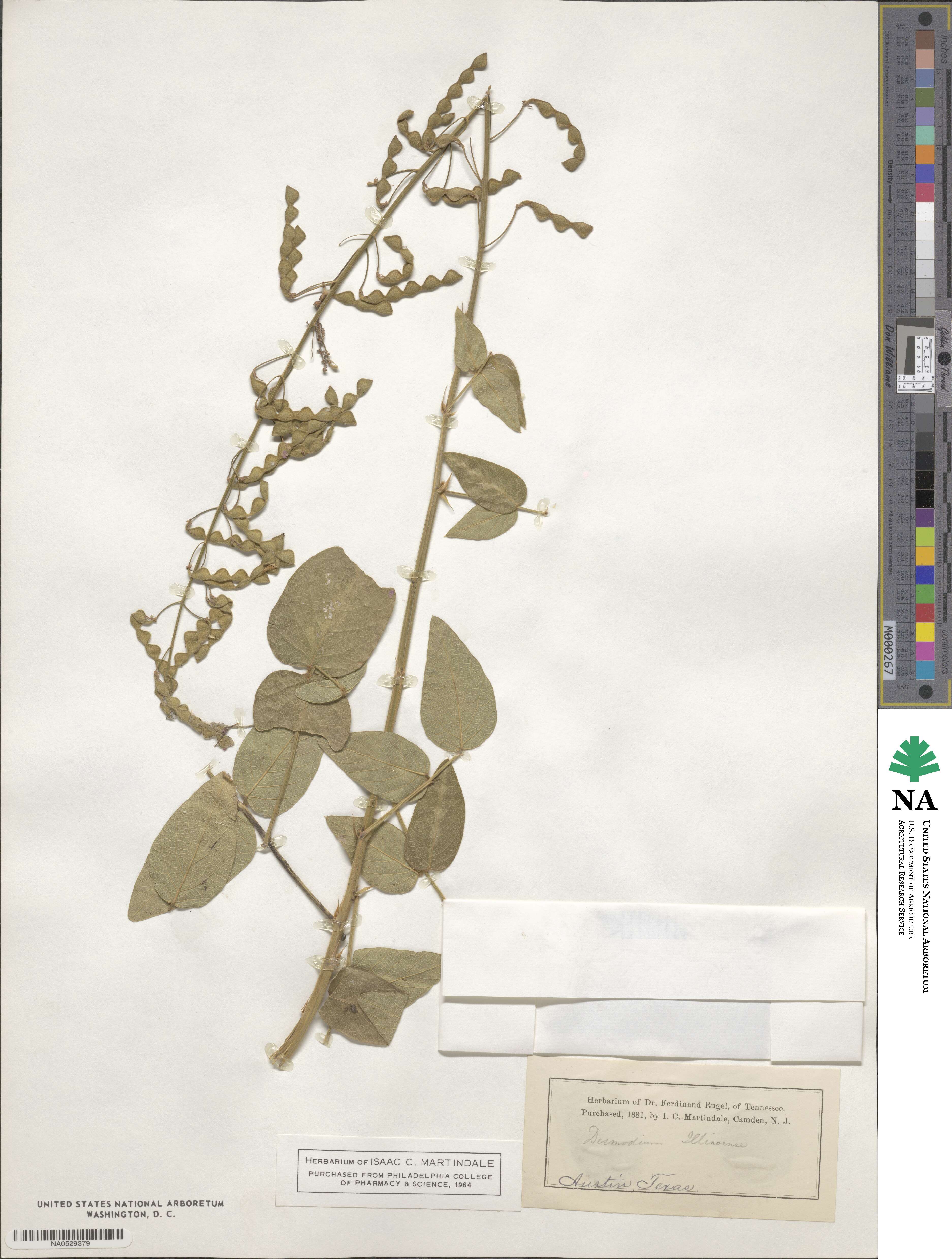 Desmodium illinoense image