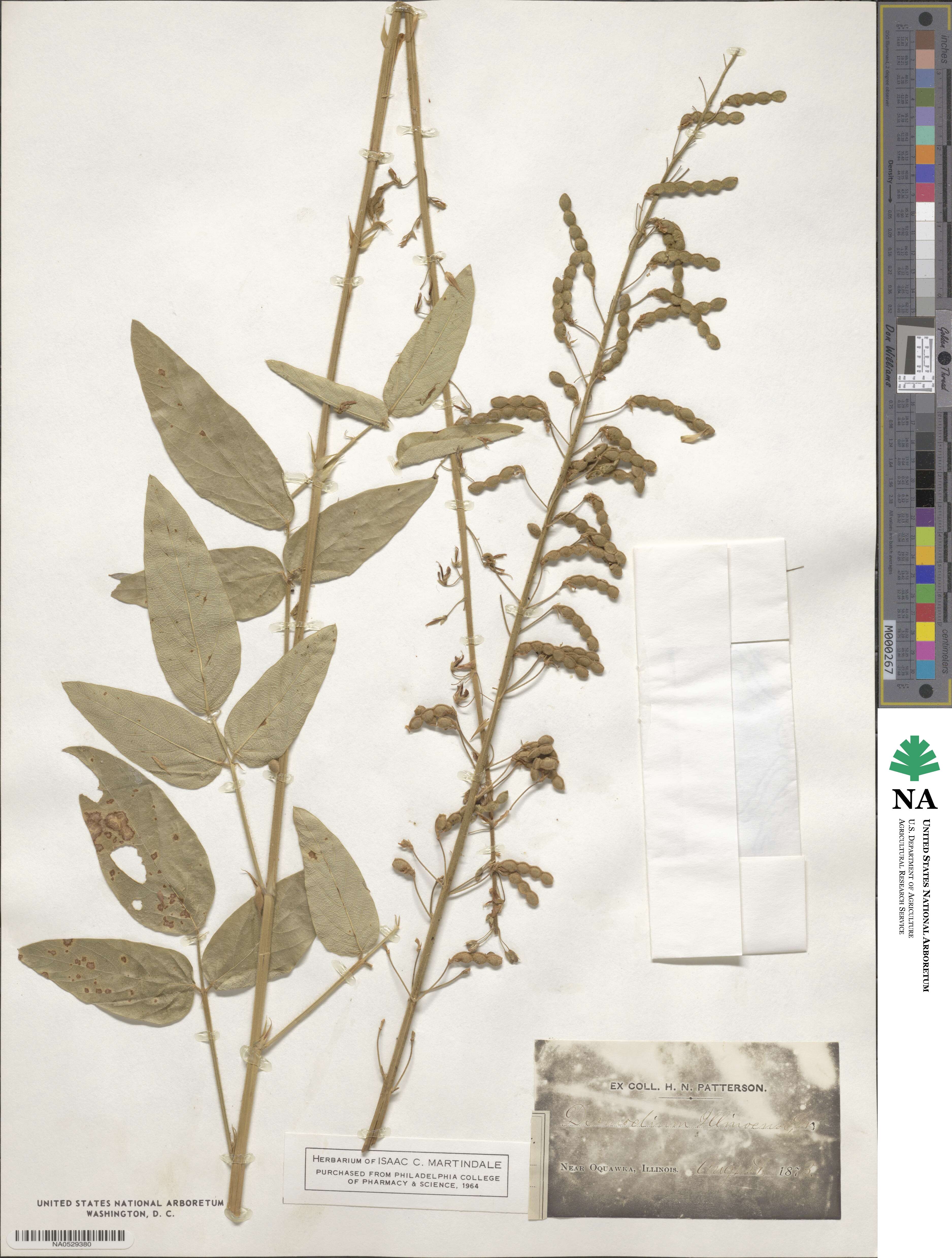 Desmodium illinoense image