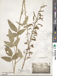 Desmodium illinoense image