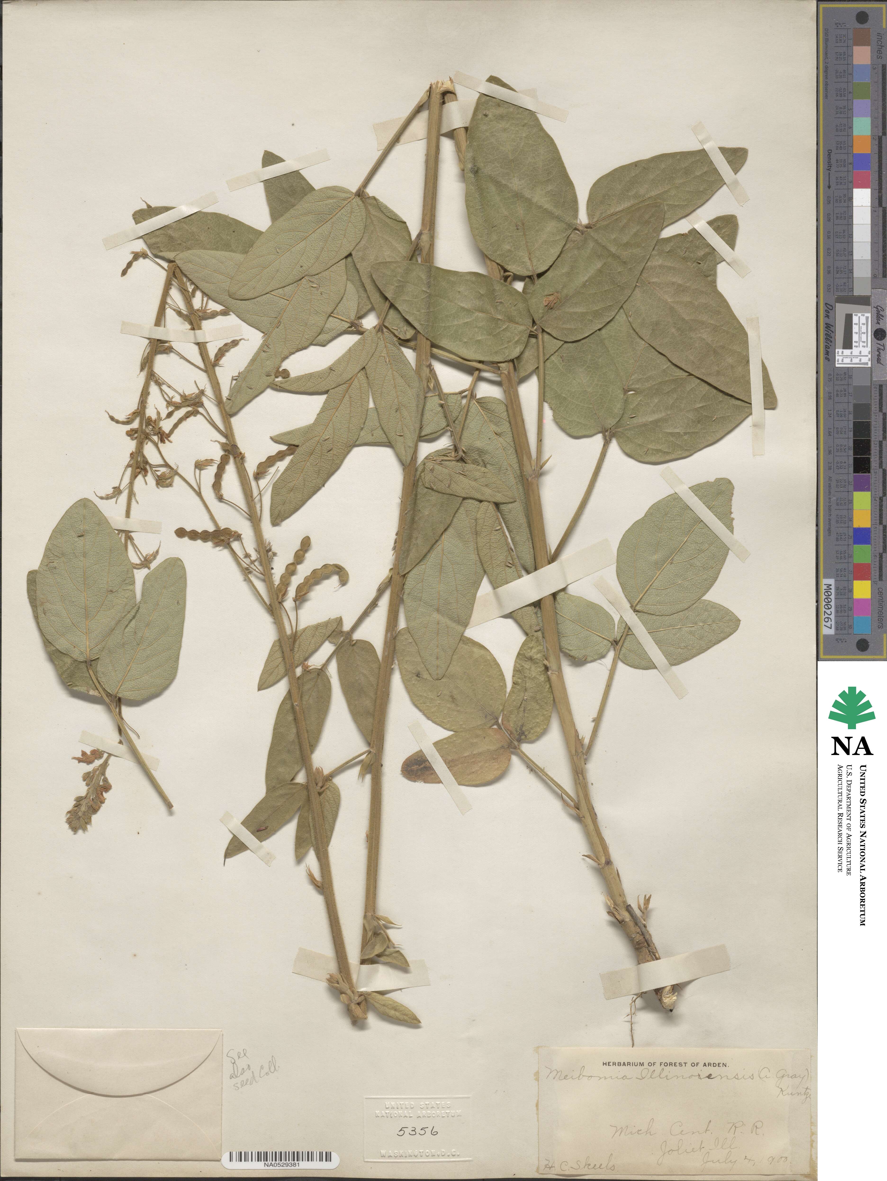 Desmodium illinoense image