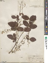 Desmodium incanum image