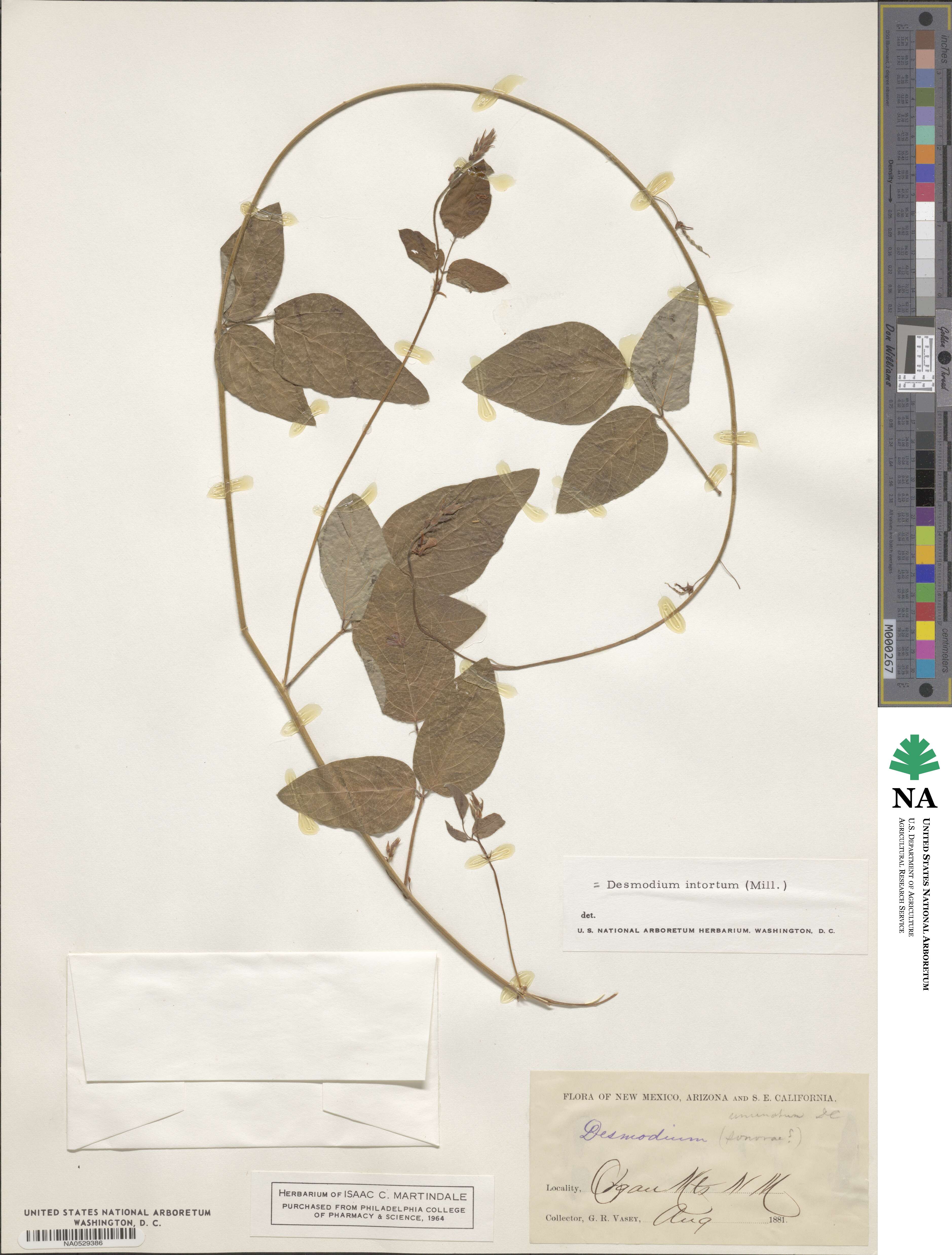 Desmodium intortum image