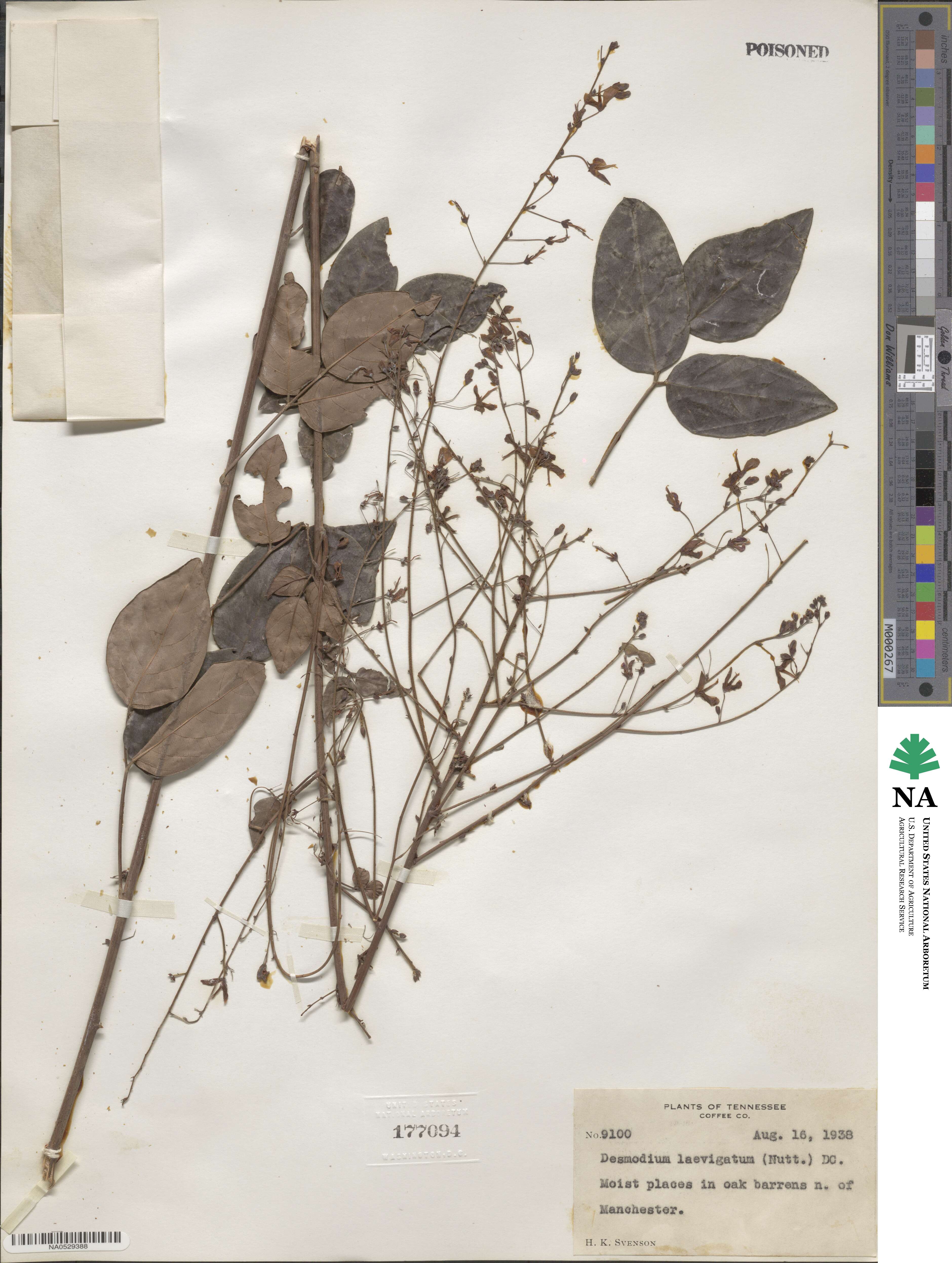 Desmodium laevigatum image