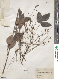 Desmodium laevigatum image