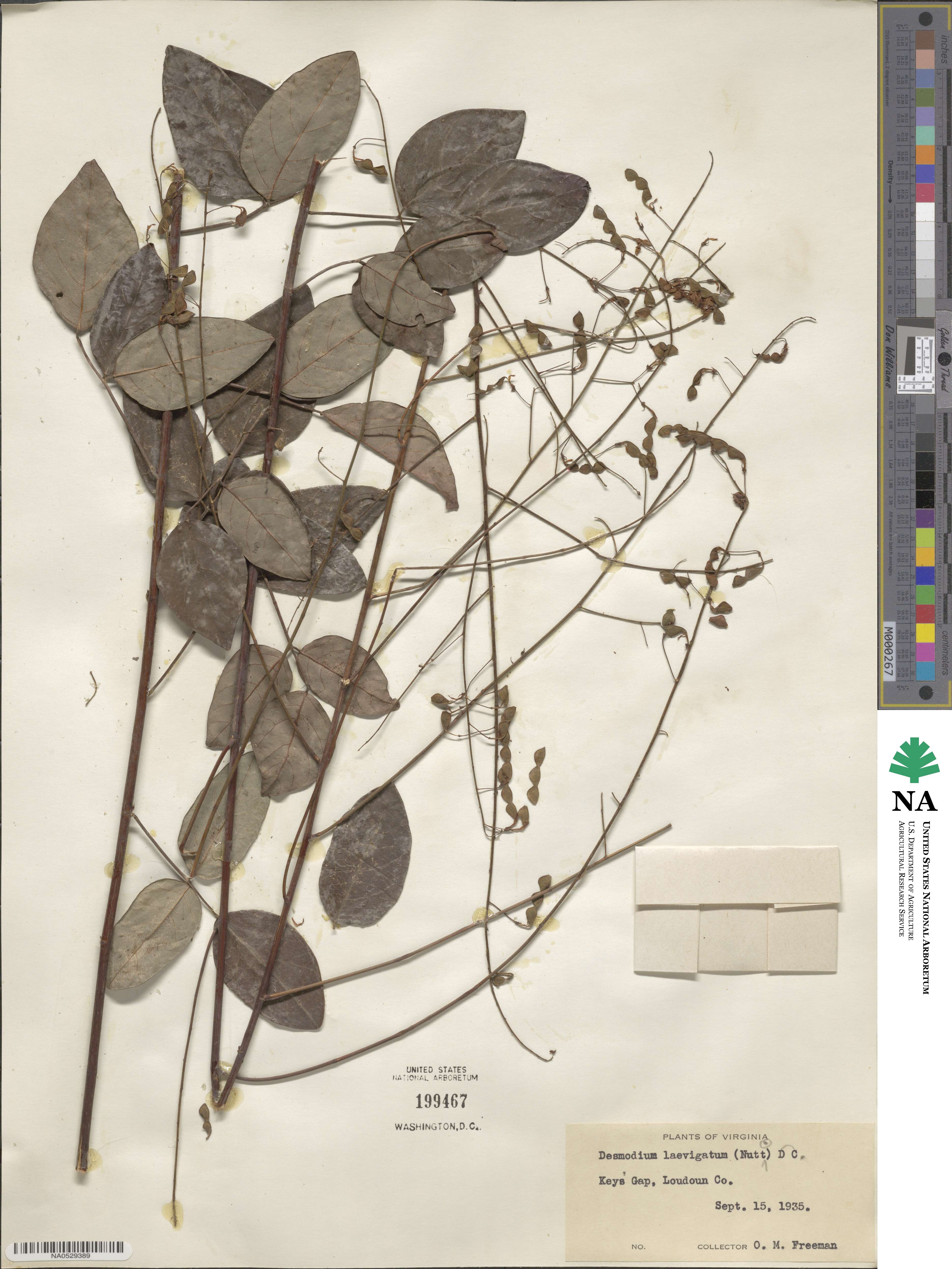 Desmodium laevigatum image