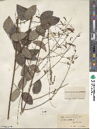 Desmodium laevigatum image