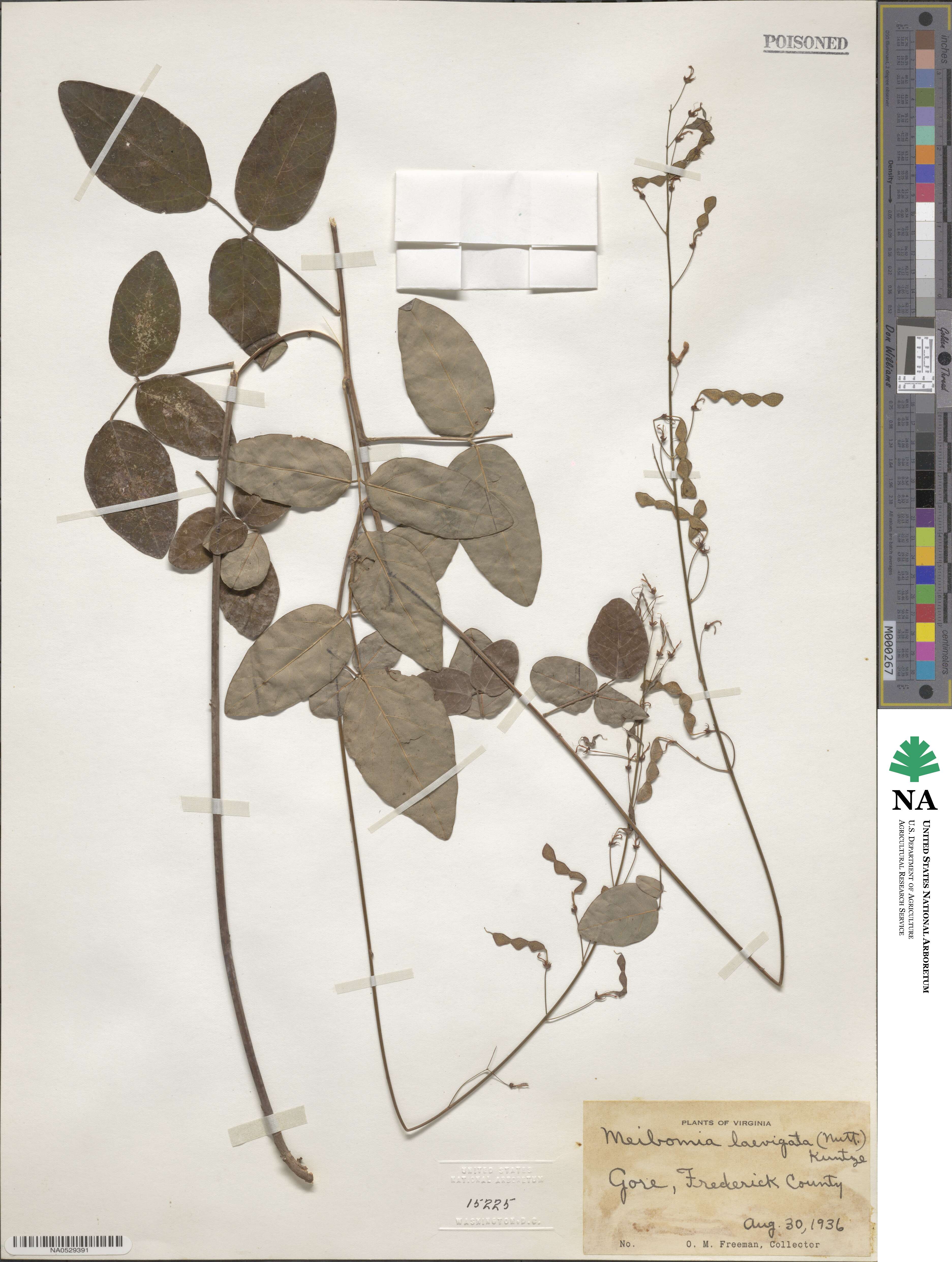 Desmodium laevigatum image
