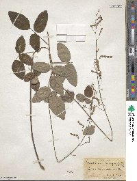 Desmodium laevigatum image