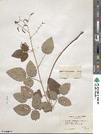 Desmodium laevigatum image