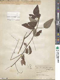 Desmodium laevigatum image