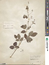 Desmodium laevigatum image