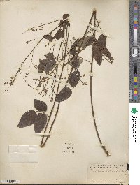 Desmodium laevigatum image