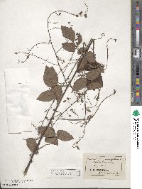 Desmodium laevigatum image