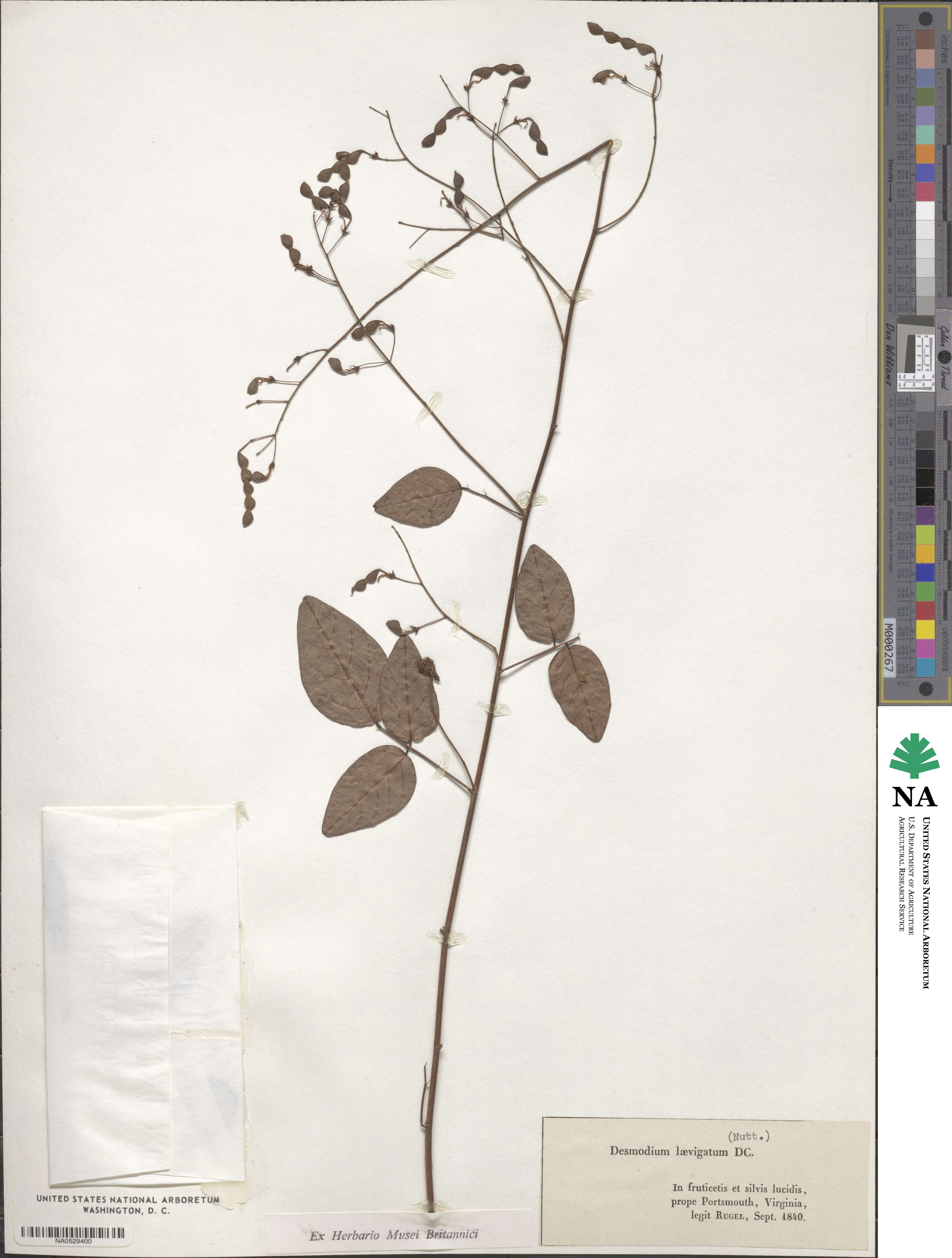 Desmodium laevigatum image