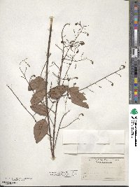 Desmodium laevigatum image