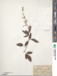 Desmodium laevigatum image